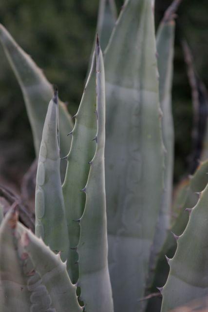 Aloe Vera Aloe Vera