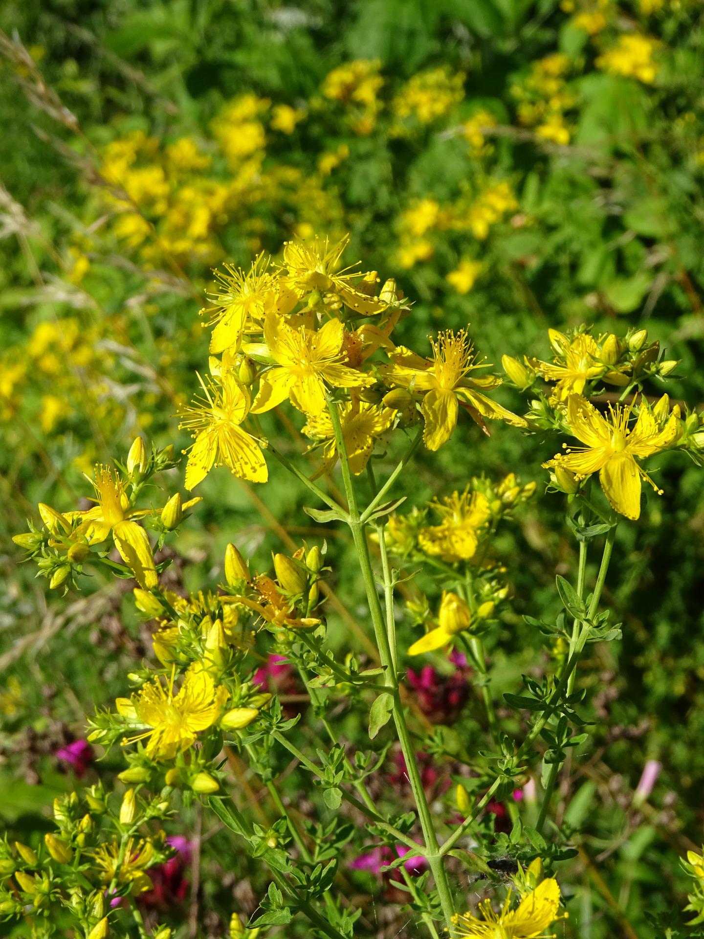 Johanniskraut - Hypericum perforatum Johanniskraut
